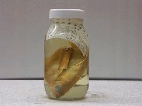 藏品(射水魚)的圖片